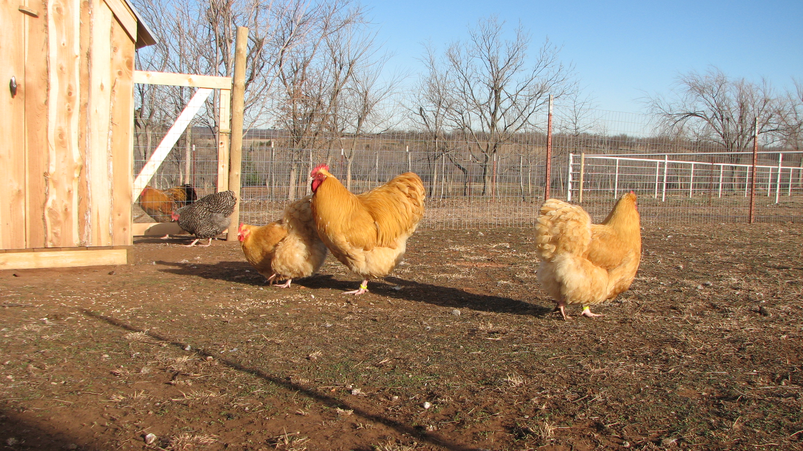 Buff hens and rooster