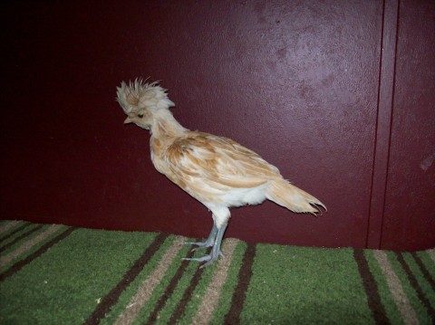 Buff laced bantam Polish,  6 wks old? IDK if it's a pullet or cockerel. Any guesses? Next pic = headshot.