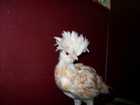 Buff laced bantam Polish,  6 wks old? IDK if it's a pullet or cockerel. Any guesses?
