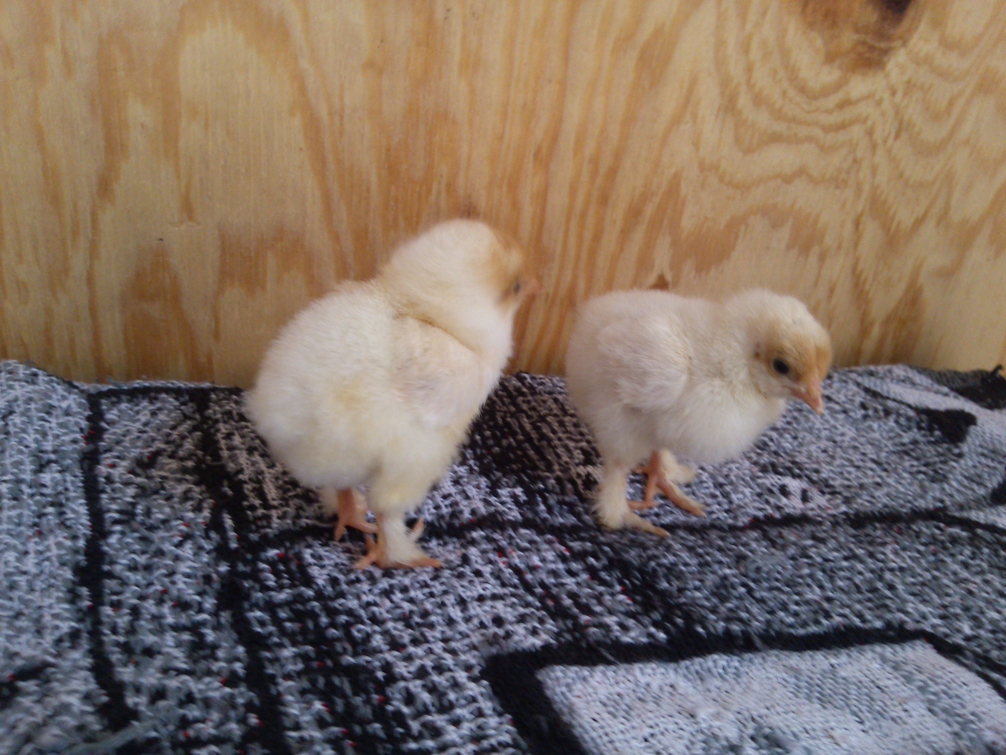 buff laced brahma