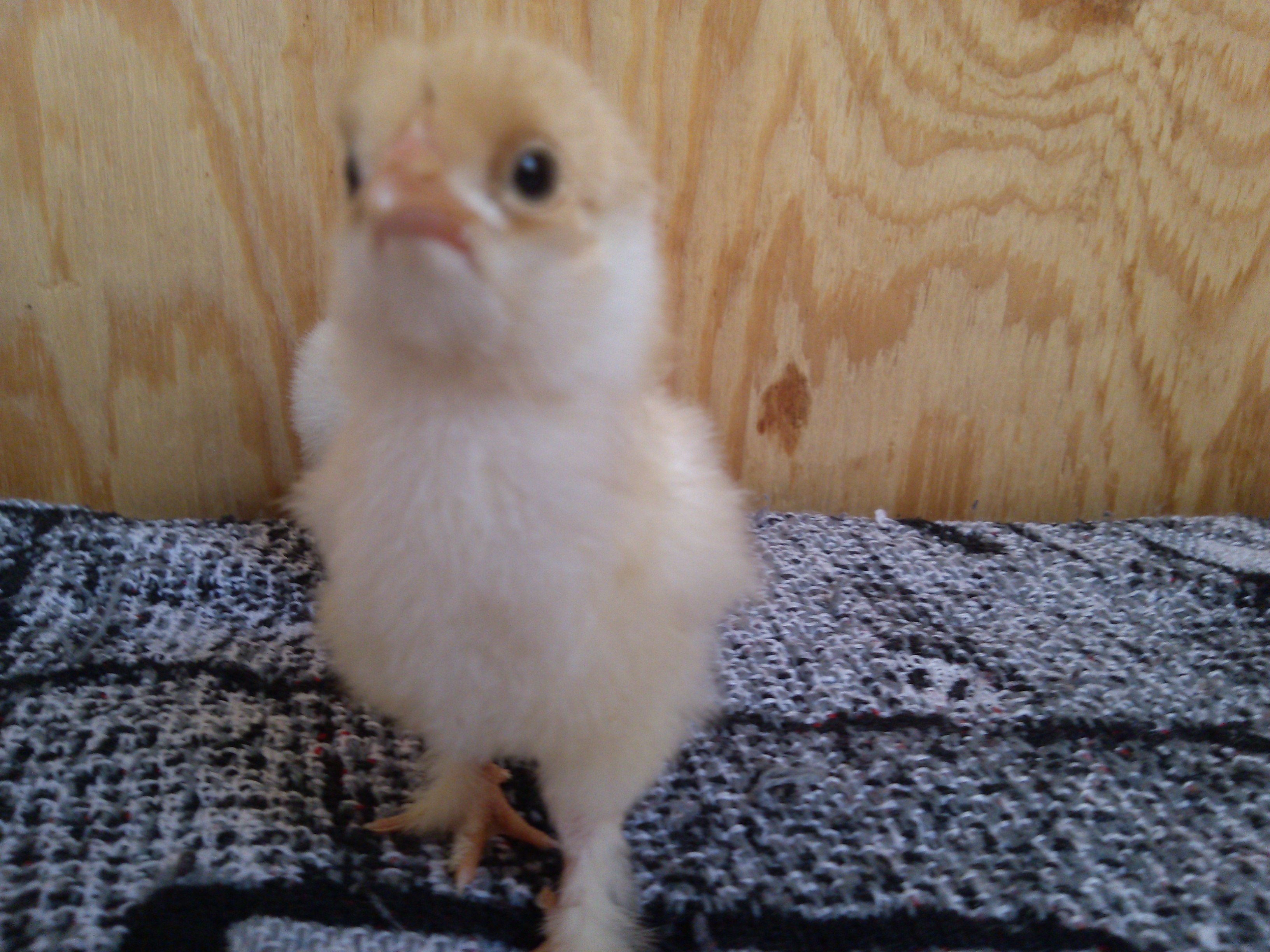 buff laced brahma