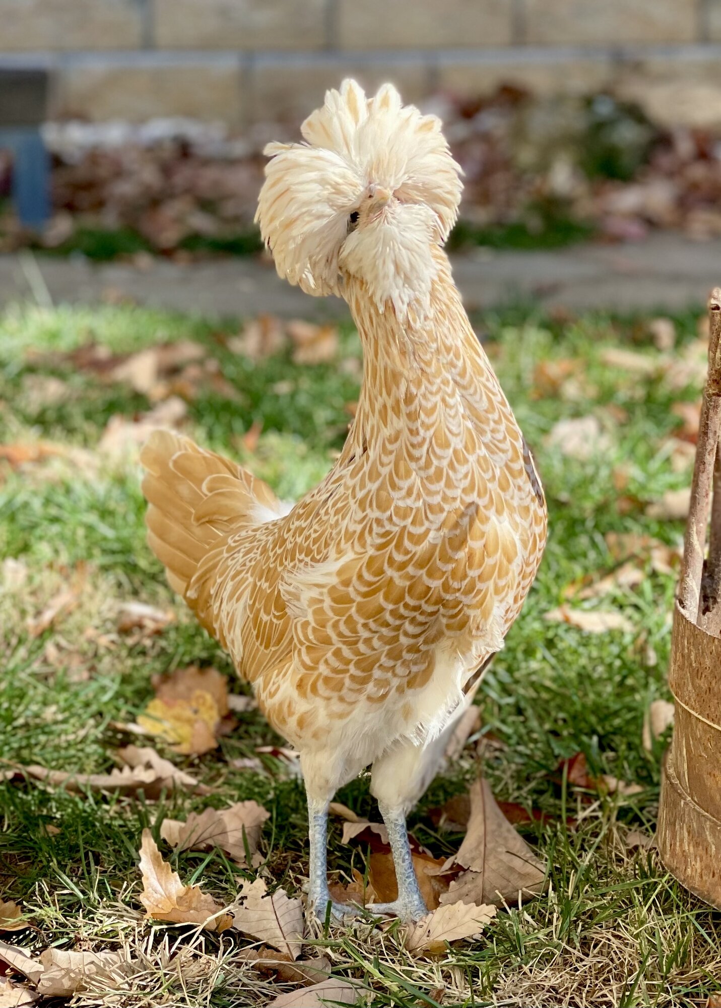 Buff laced polish hen