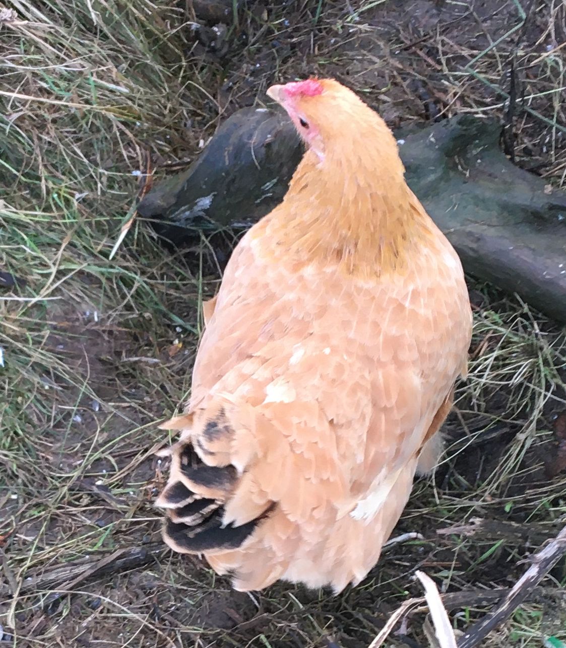 Buff Marsh Daisy hen