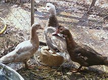 Buff n chocolate duck trio different view.