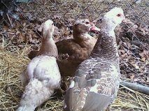 Buff on left  and cholates - all ducks.
