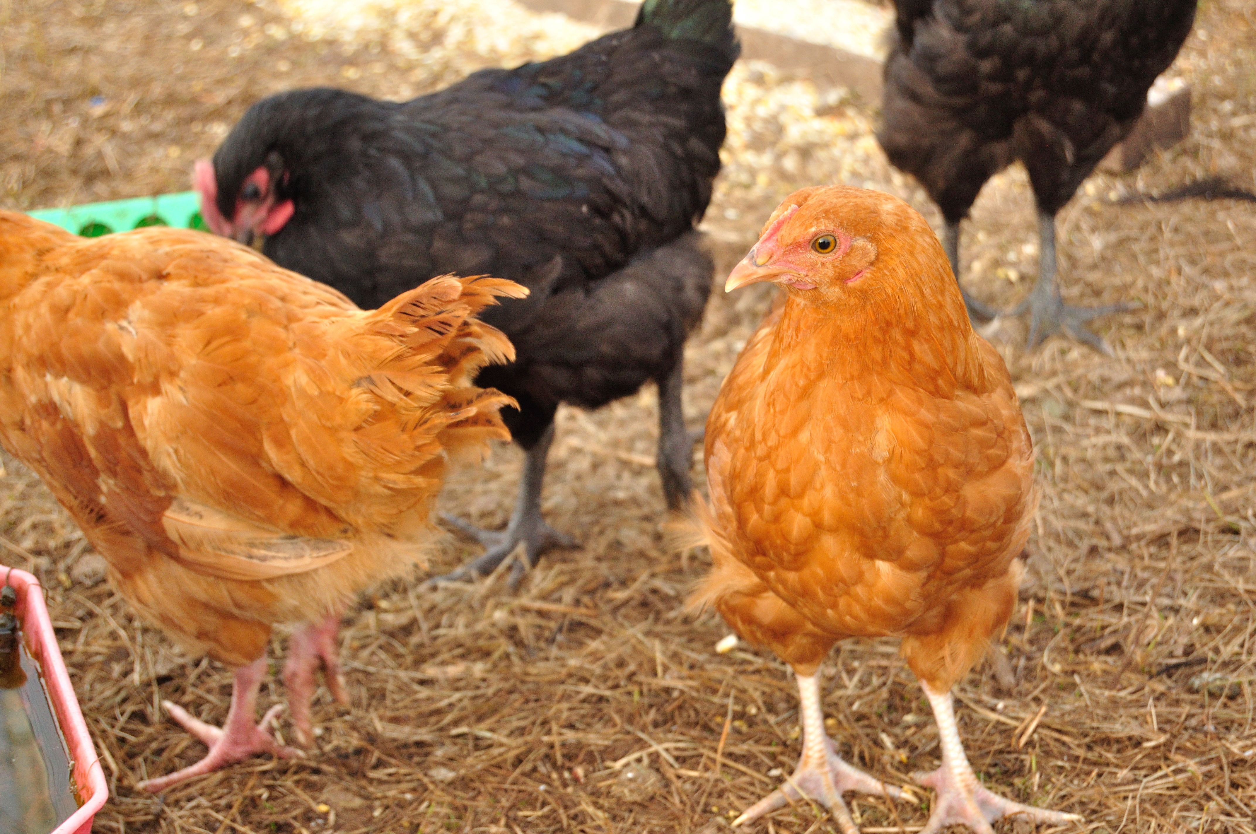 Buff on right is a Jubilee first hatch Pullet?