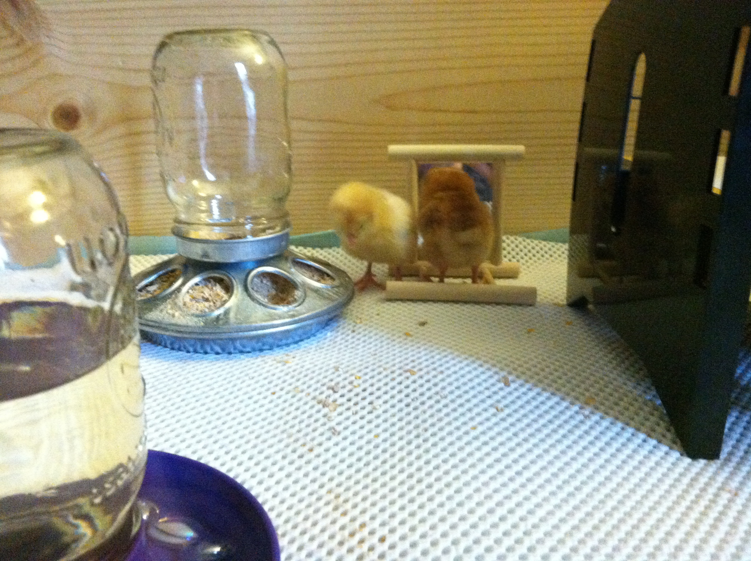 Buff Orp and Buckeye