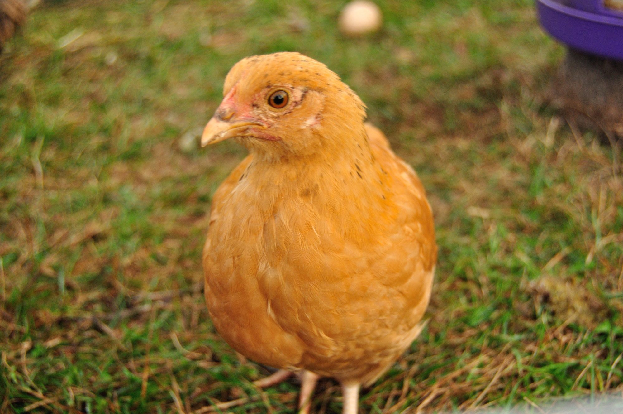 Buff Orp Bantam cross Pullet?