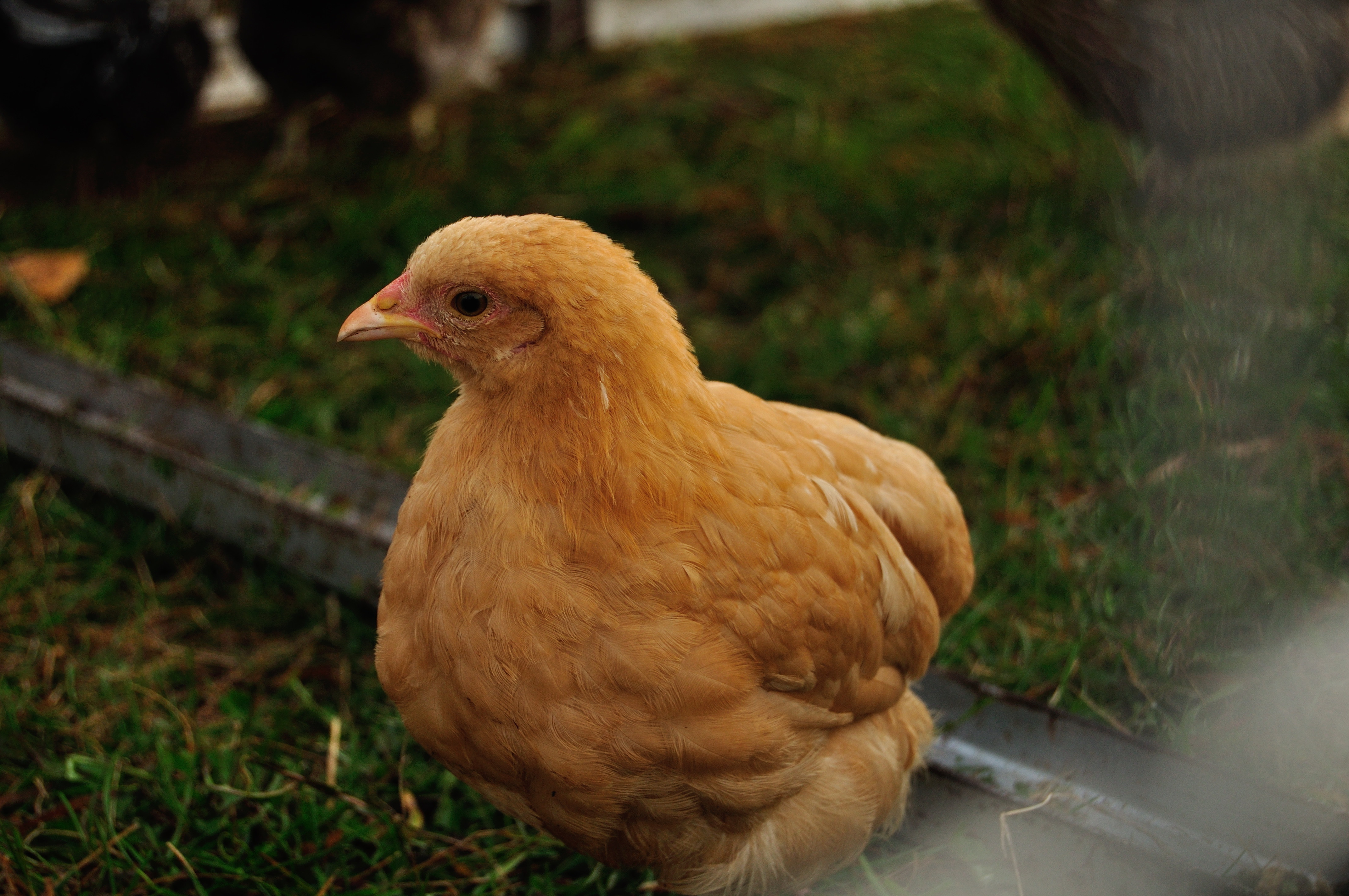 Buff Orp Bantam Pullet?