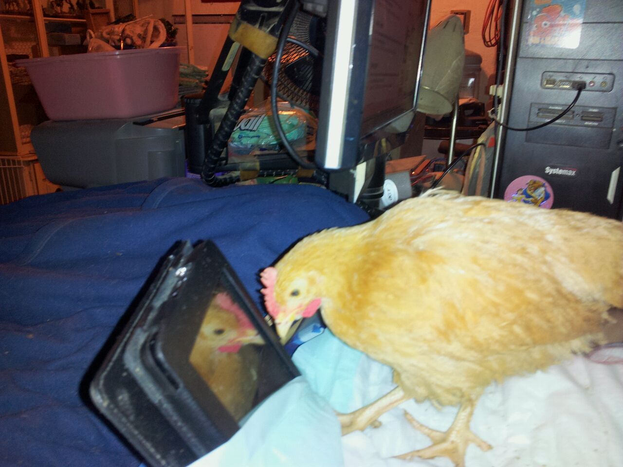 Buff Orp Buttercup aka Peckerhead