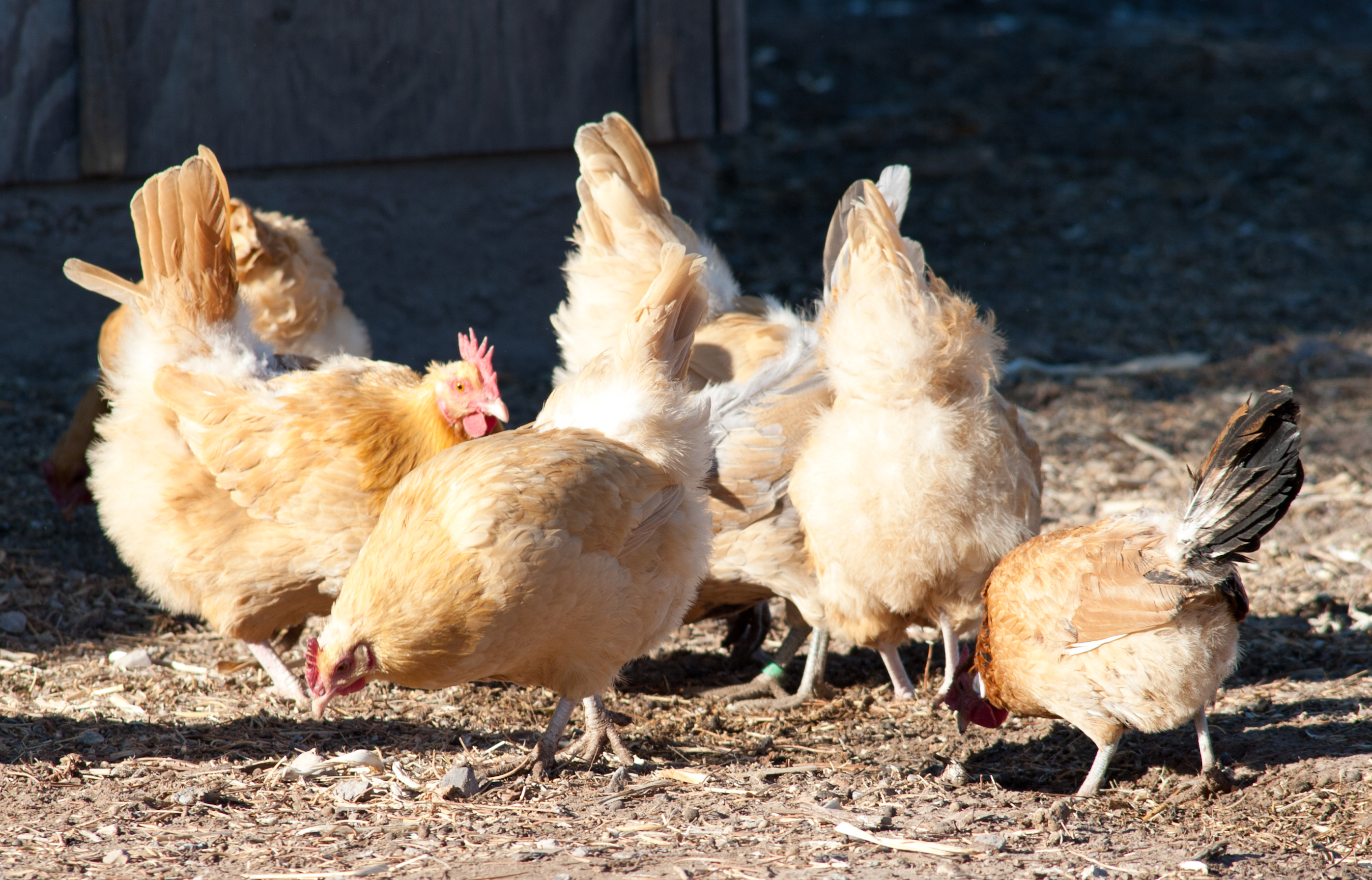 Buff Orp hens at work