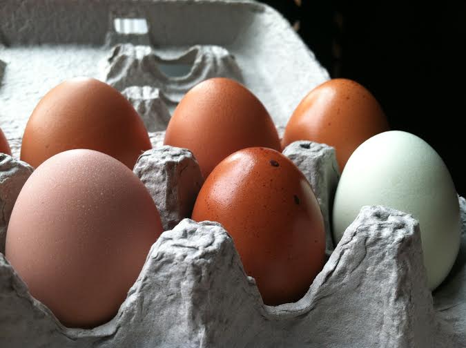 Buff Orp, Marans and EE in front