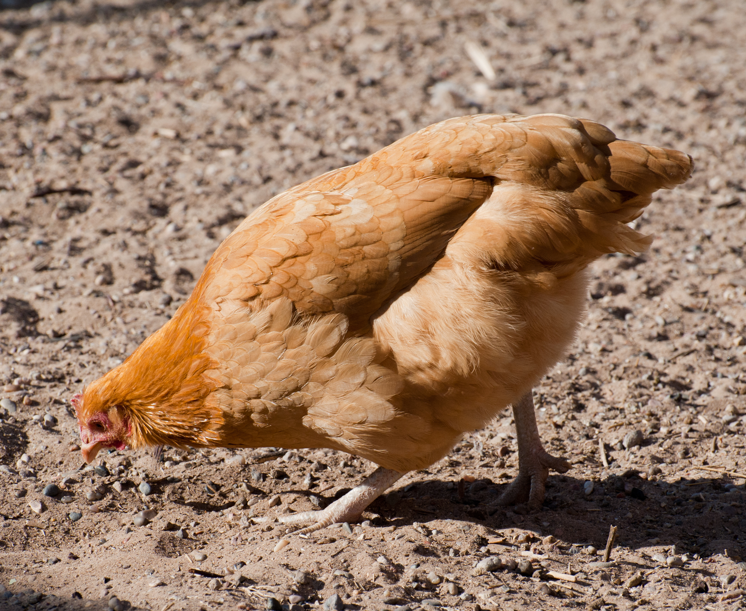 Buff Orp pullet