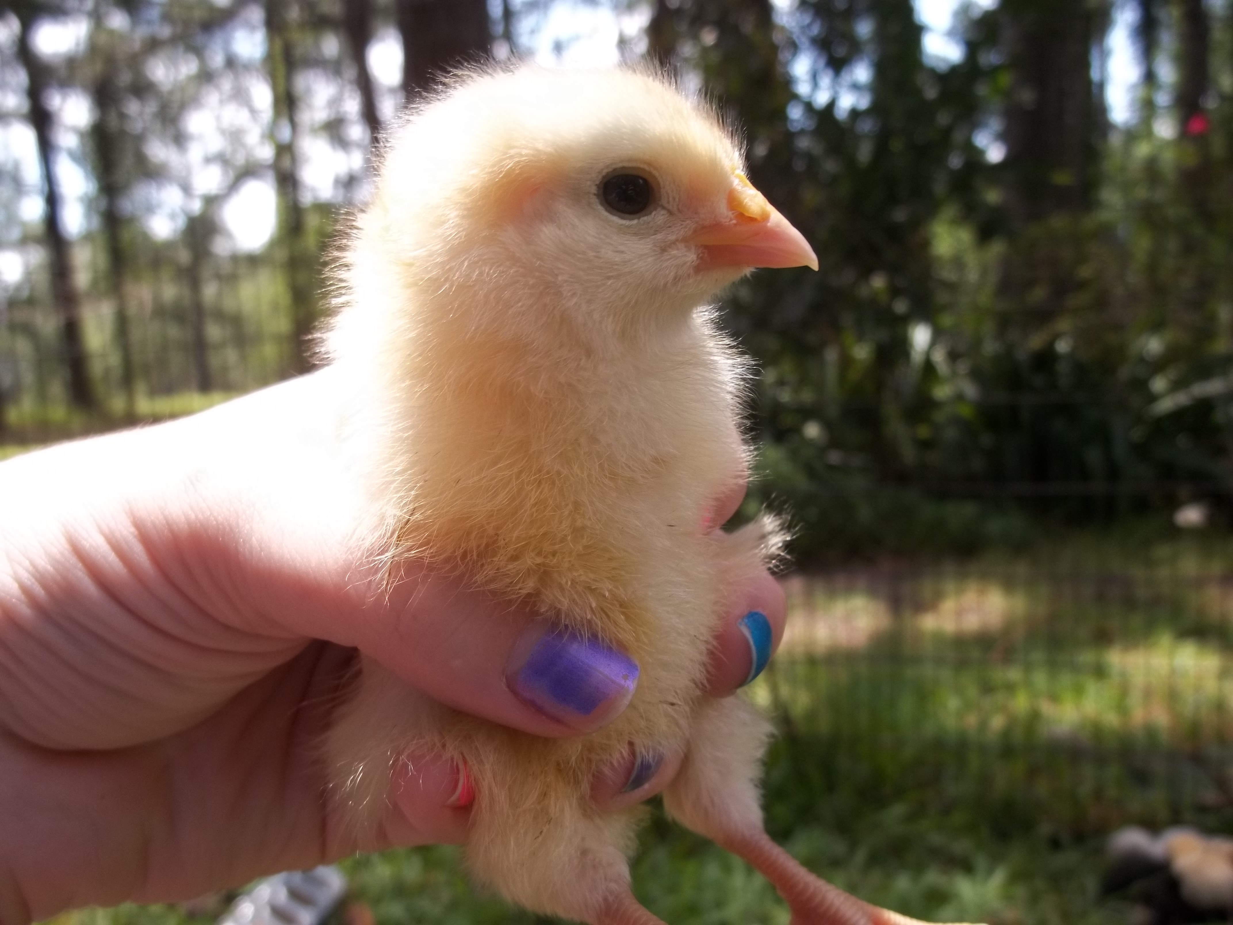 Buff Orp