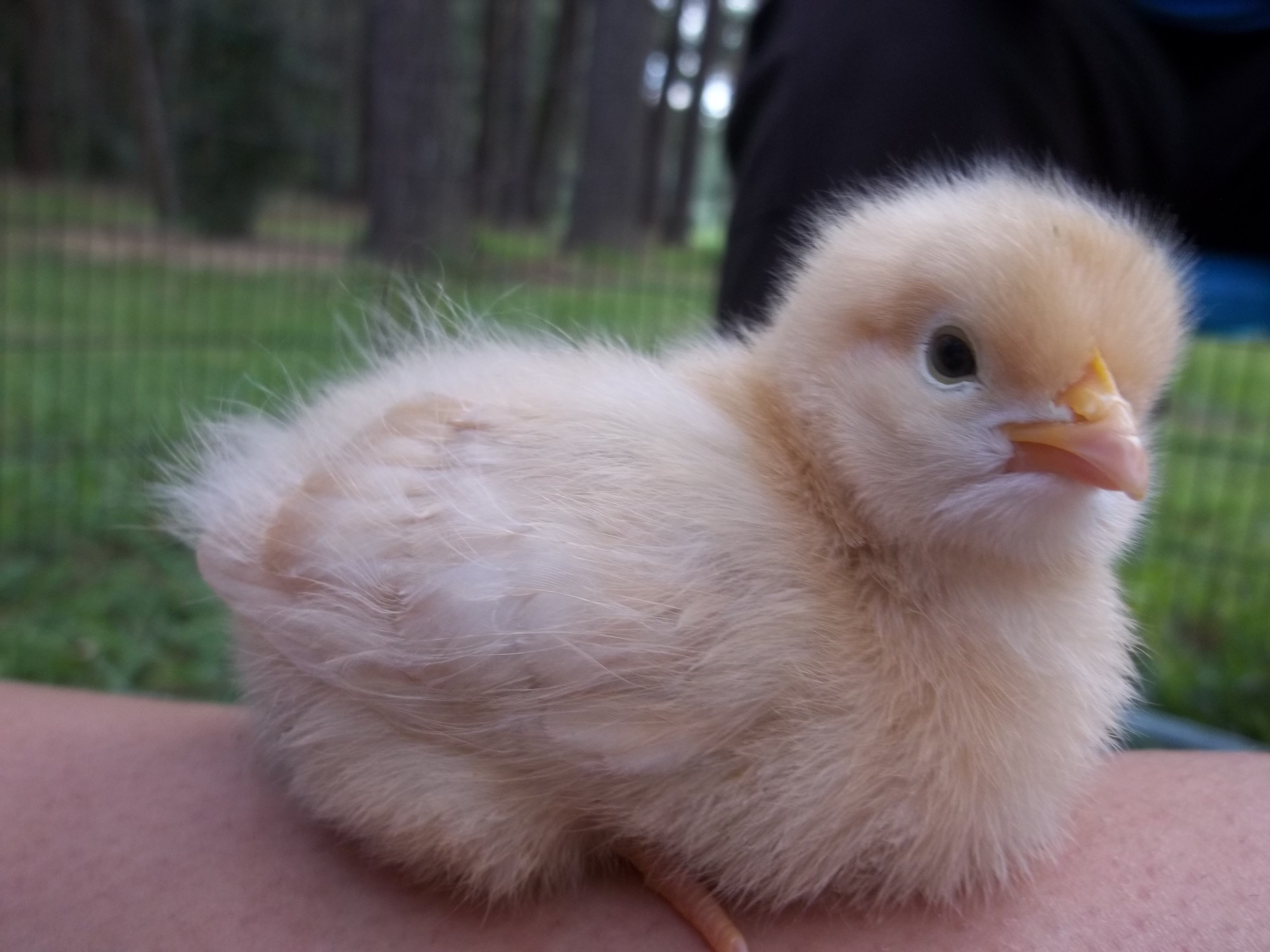 Buff Orp