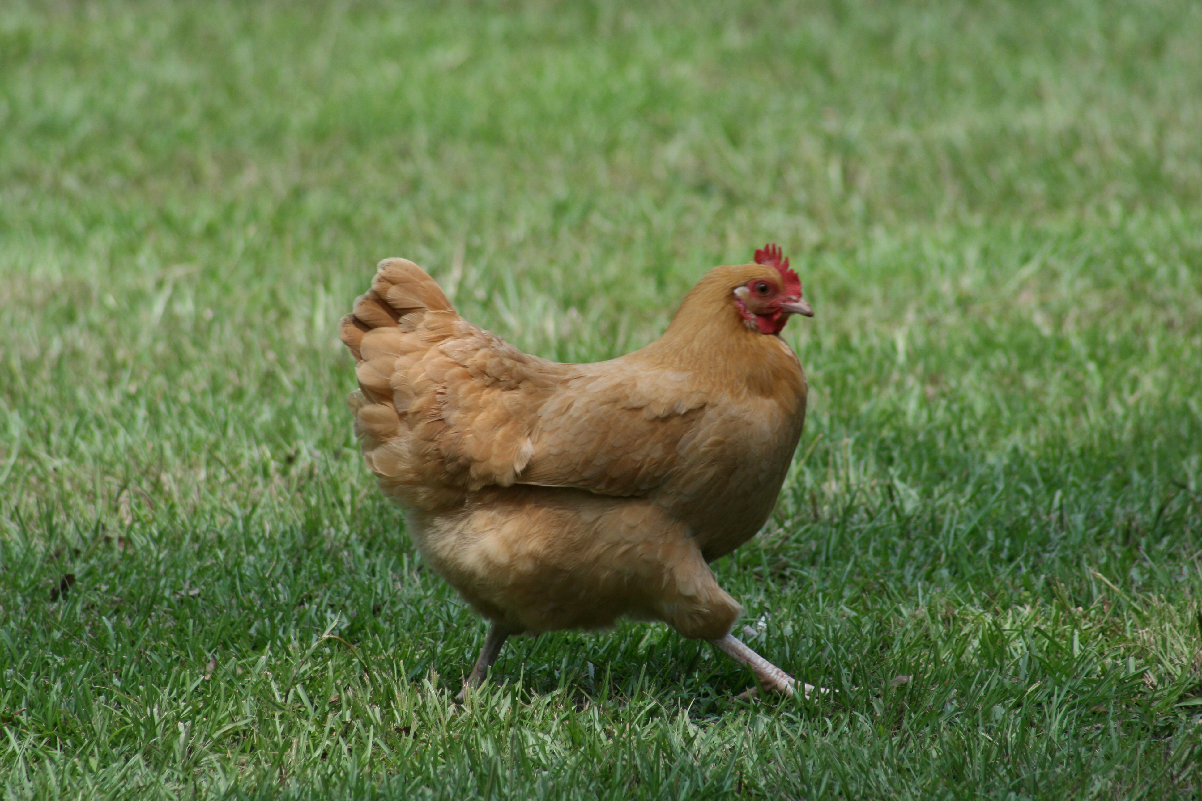 Buff Orp