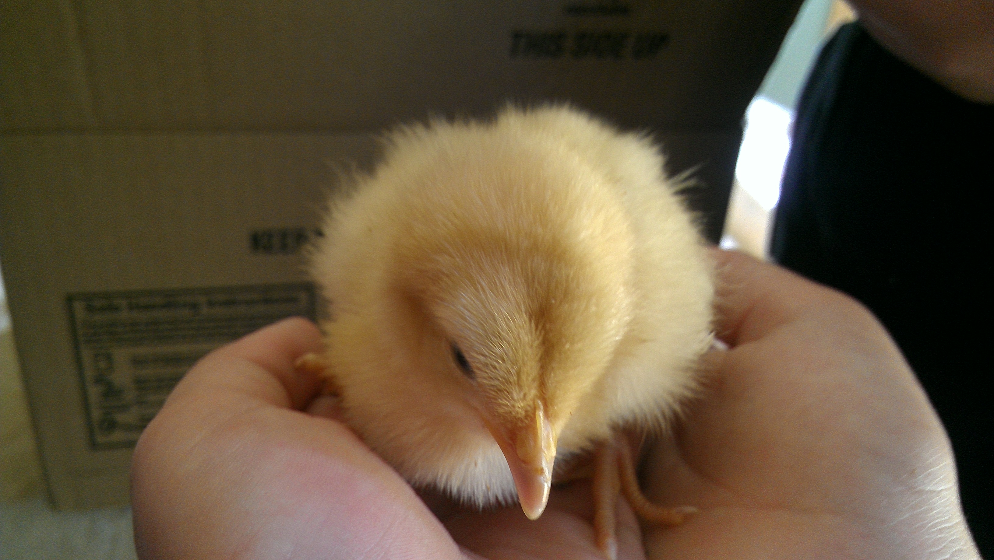 Buff Orphington Chick