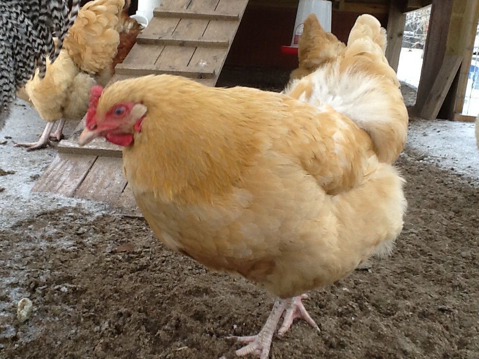 Buff Orphington hen.