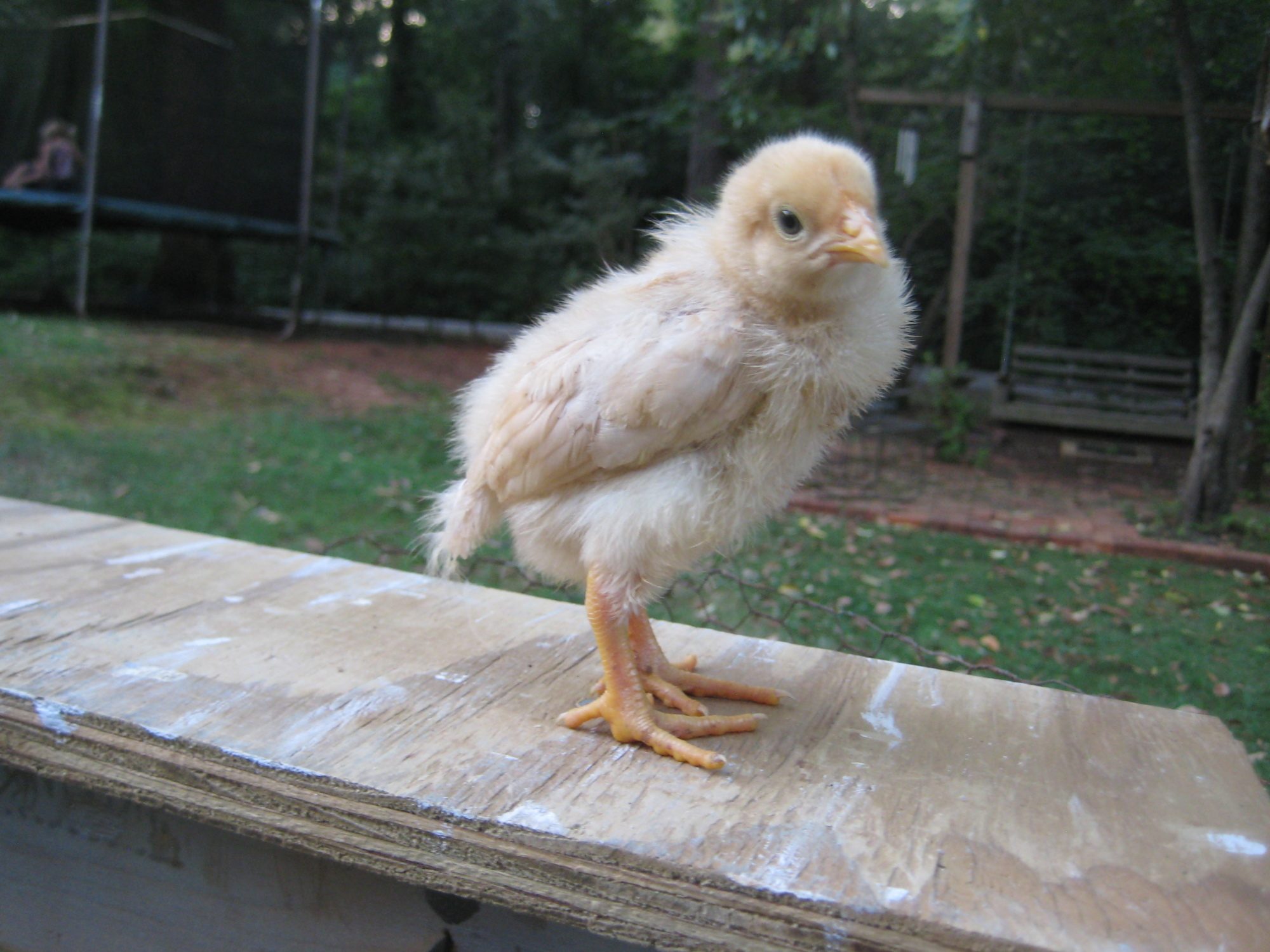 buff orpington 01