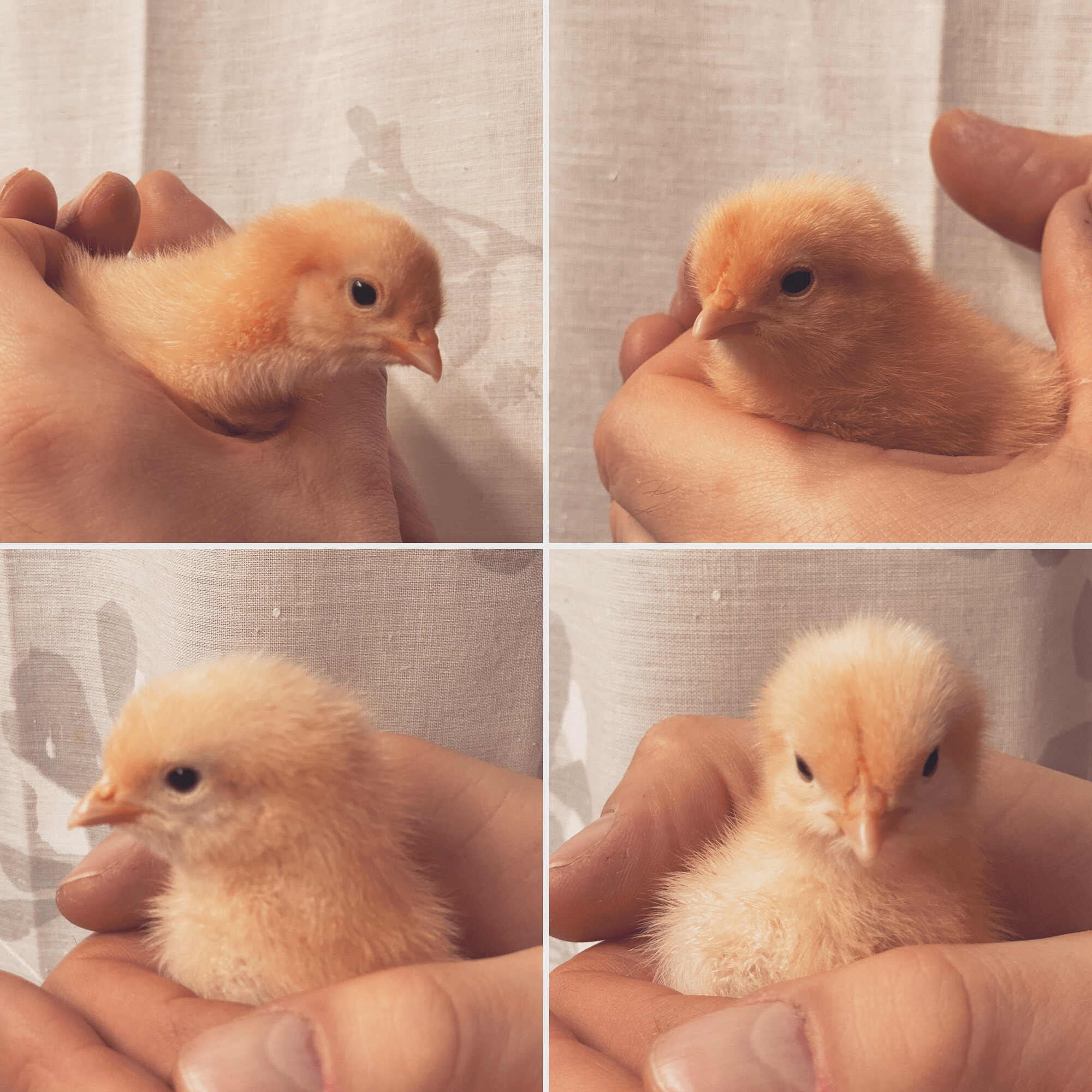 Buff Orpington 1 day old