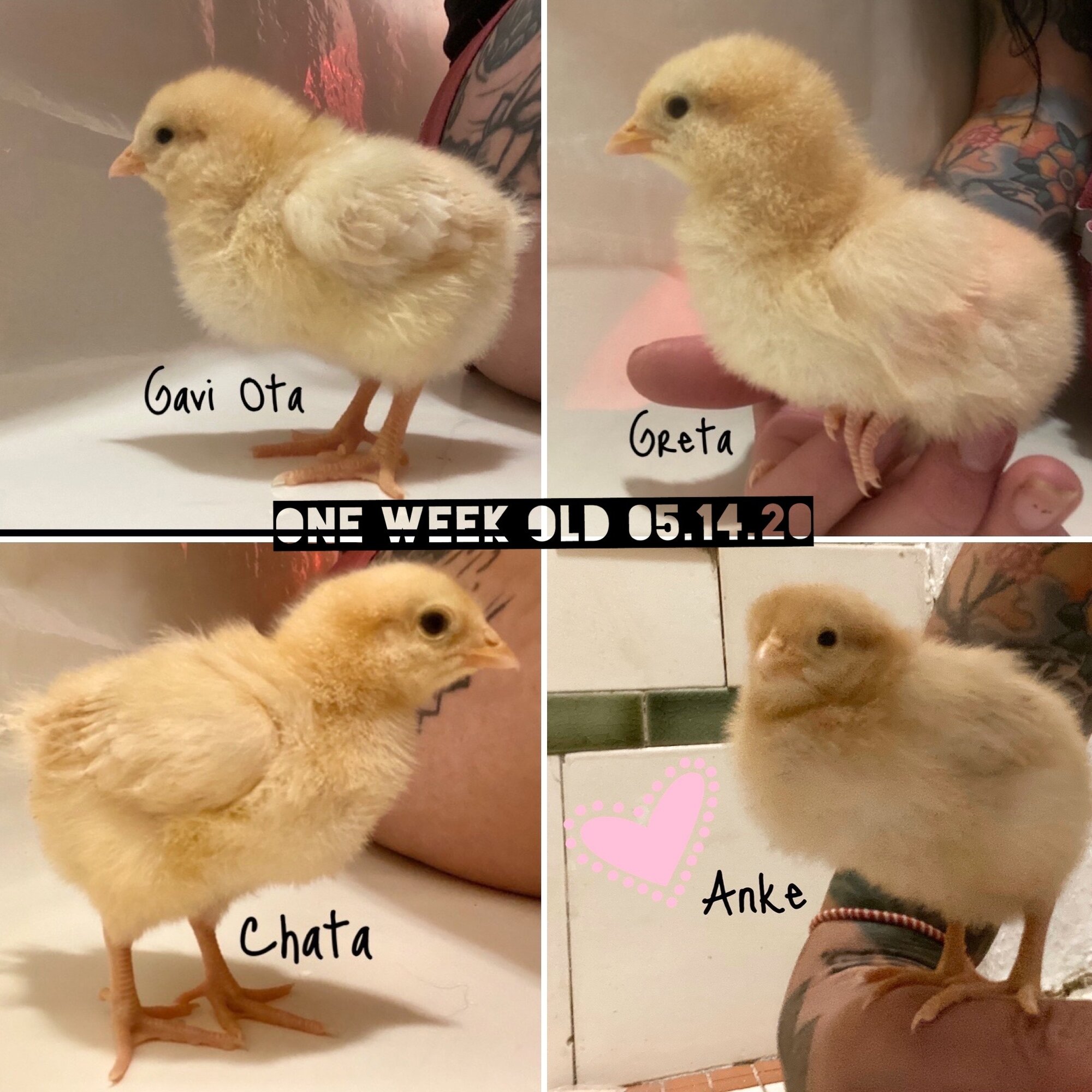 Buff Orpington 1 week old