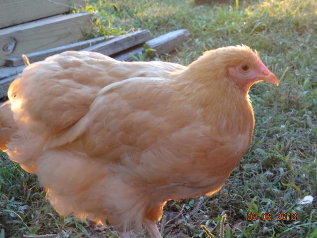 Buff Orpington  12 weeks