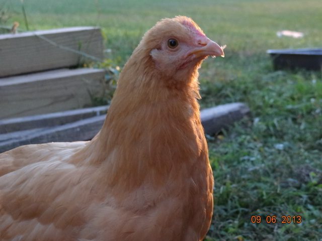 Buff Orpington  12 weeks
