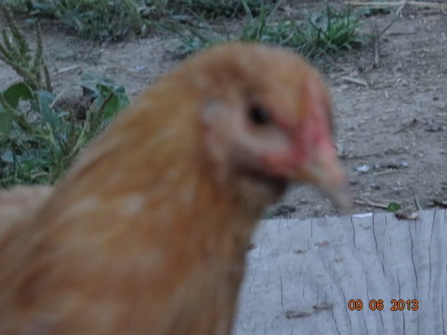 Buff Orpington  12 weeks