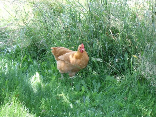 Buff Orpington 18 weeks 1.9Kg. Nice confident calm bird but not quite as people friendly as my Barred Rock(also 18weeks). 
She is actively vying for high level pecking position(2nd or 3rd) with barred rock, frequent chest bumps.
I think my NH(19weeks) might be in 2nd but she is so confident and calm I can't tell, she doesn't mess with anybody and they don't mess with her. (Except for my old hen who gives everyone a daily peck for good measure.)