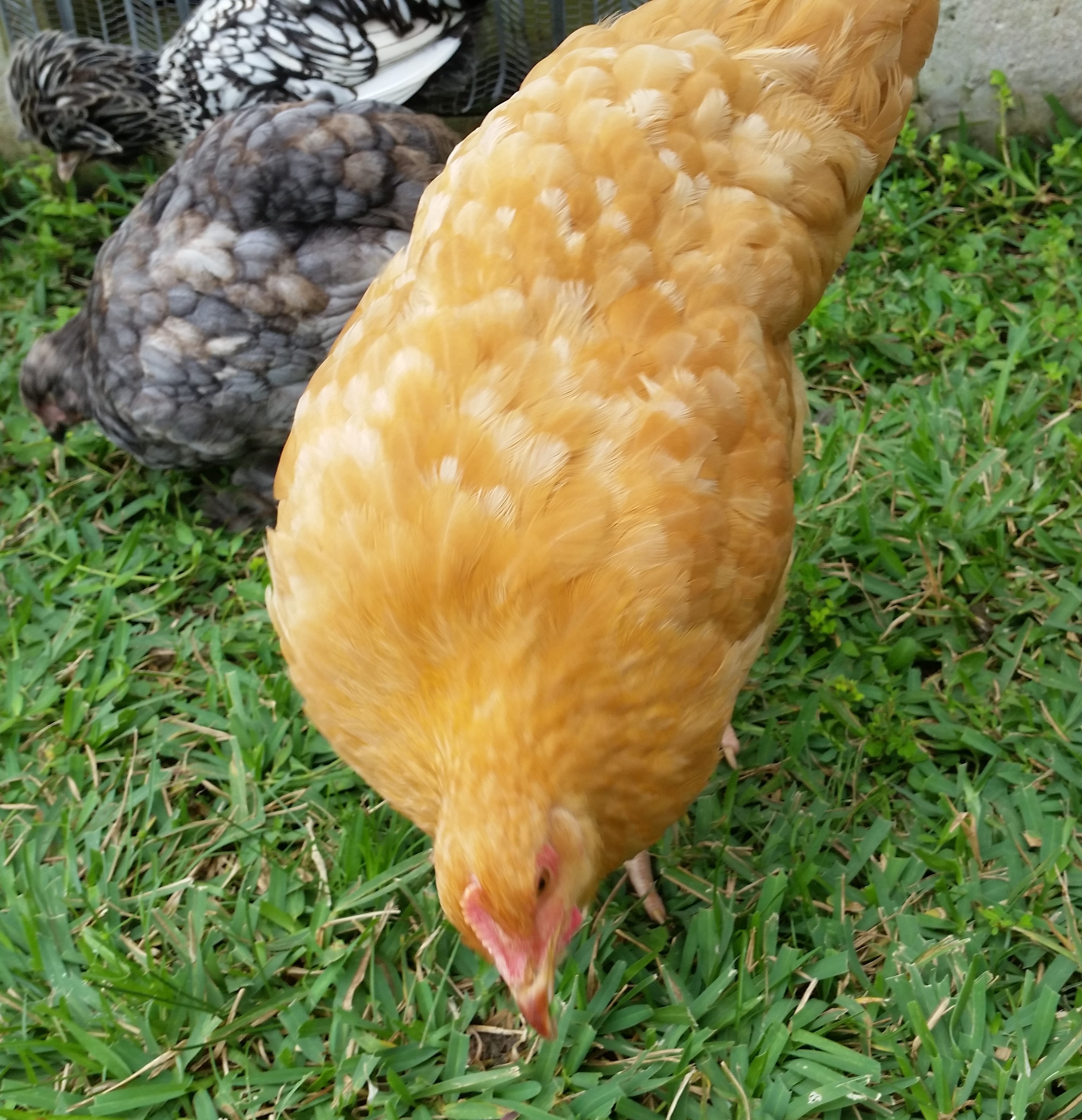 Buff Orpington 19 weeks