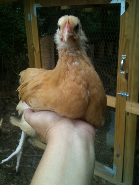Buff Orpington 2 months