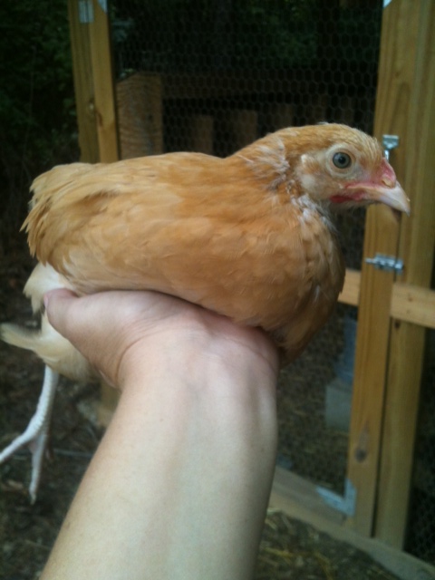 Buff Orpington 2 months