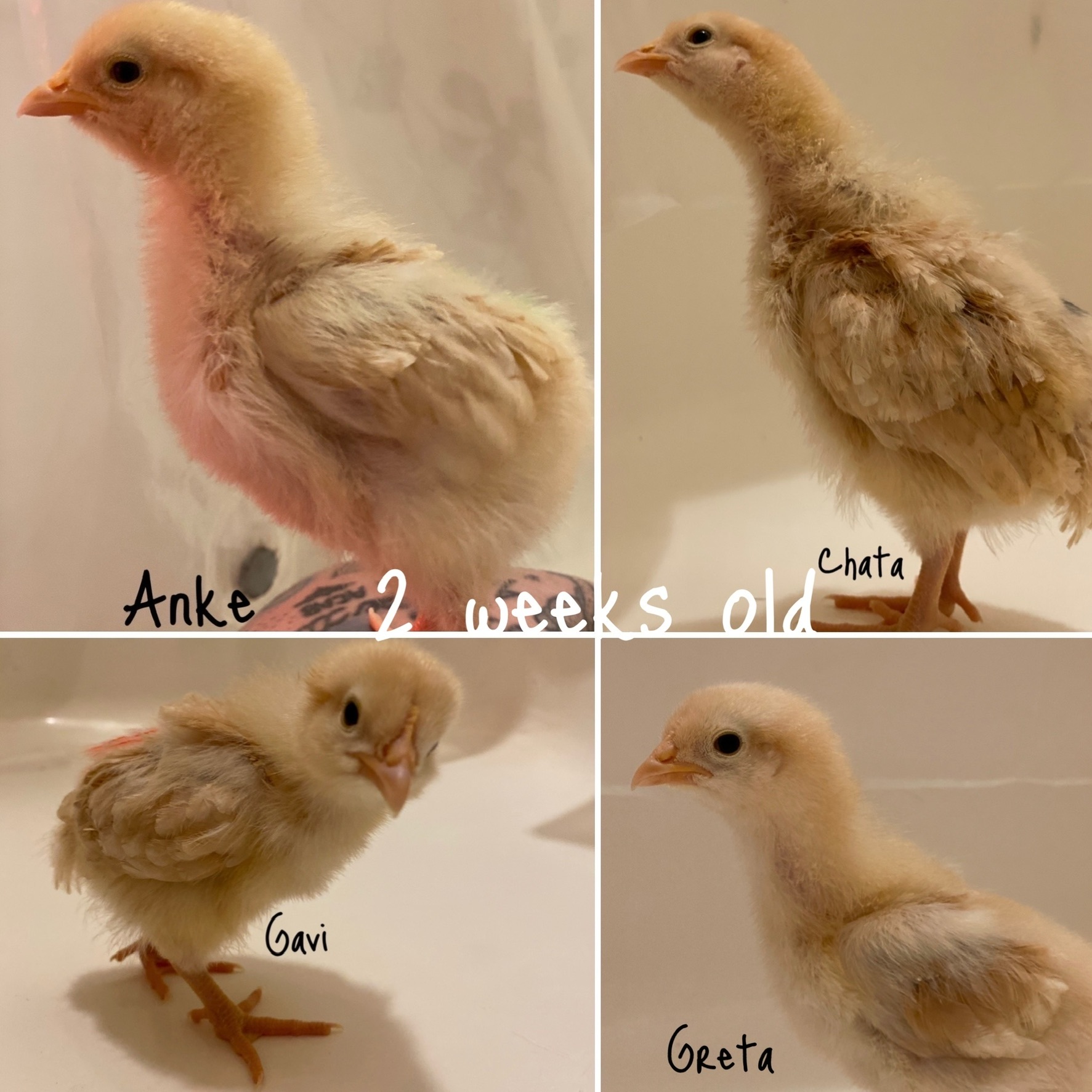 Buff Orpington 2 weeks old