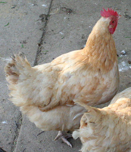 Buff Orpington #2