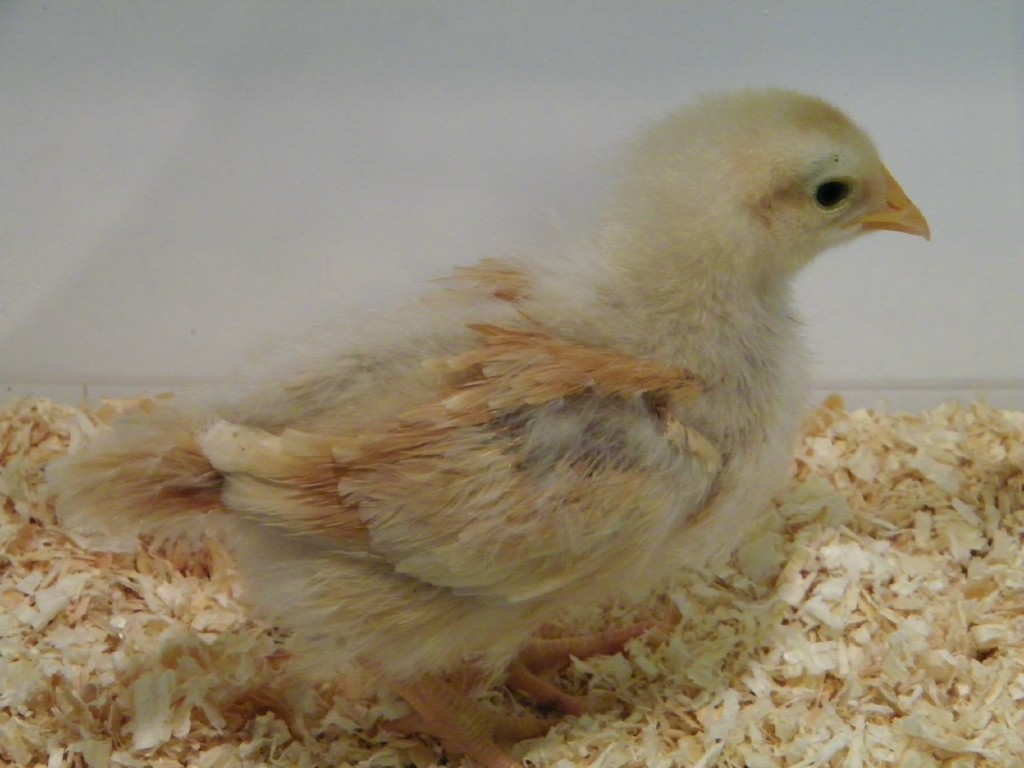 Buff Orpington - 2wks