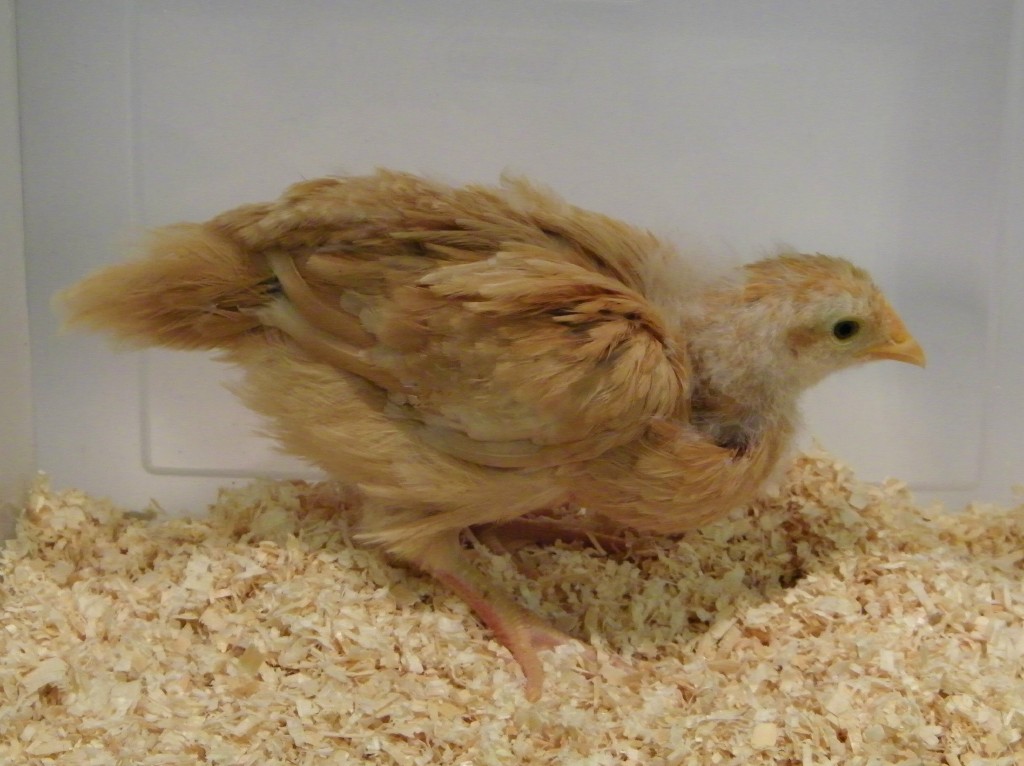 Buff Orpington @ 4 weeks old