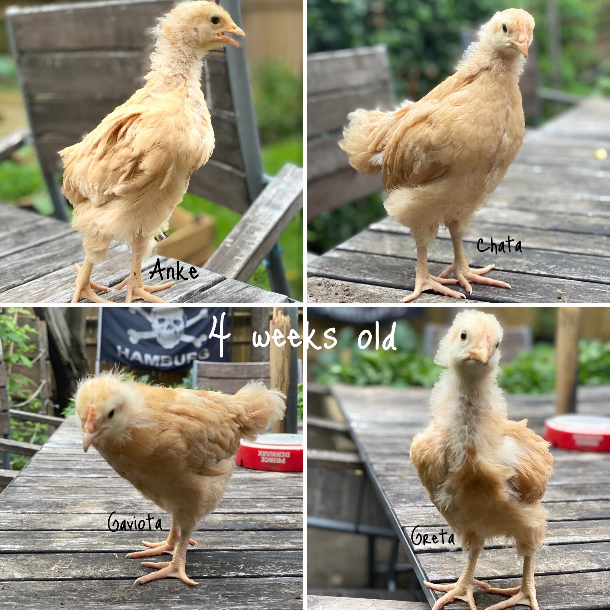 Buff Orpington 4 weeks old