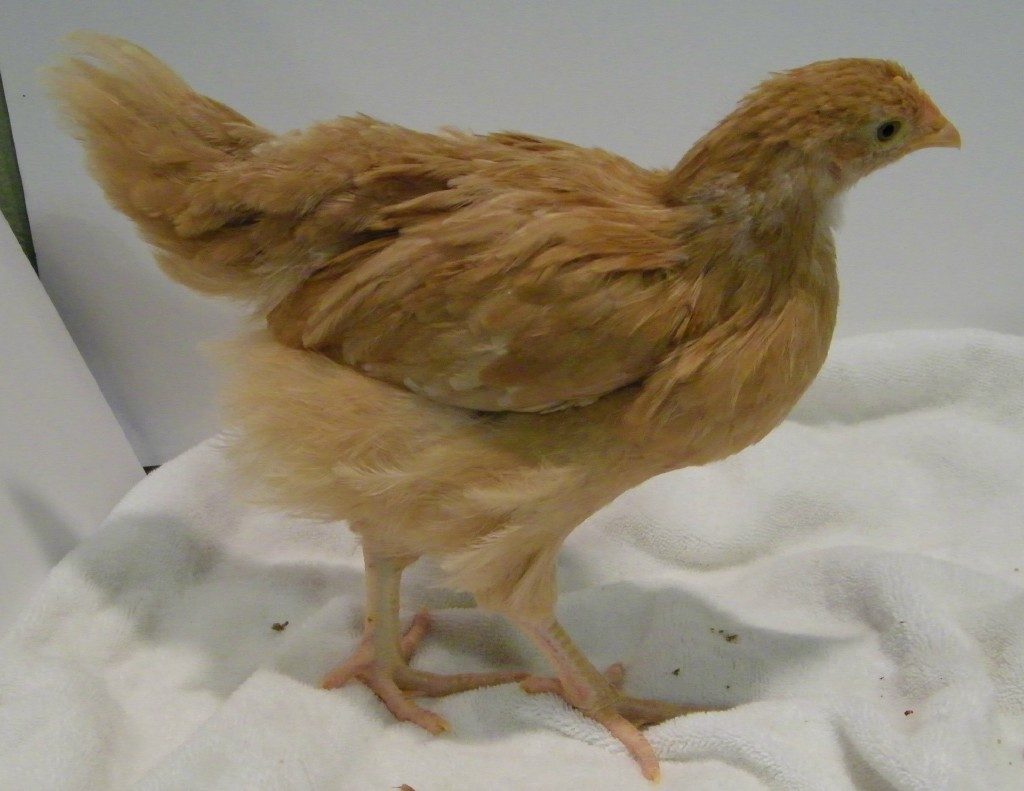 Buff Orpington @ 6 weeks old