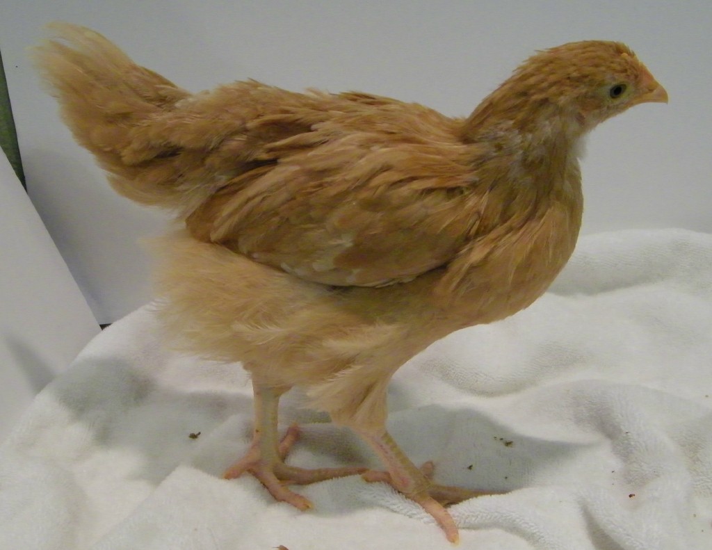 Buff Orpington @ 6 wks