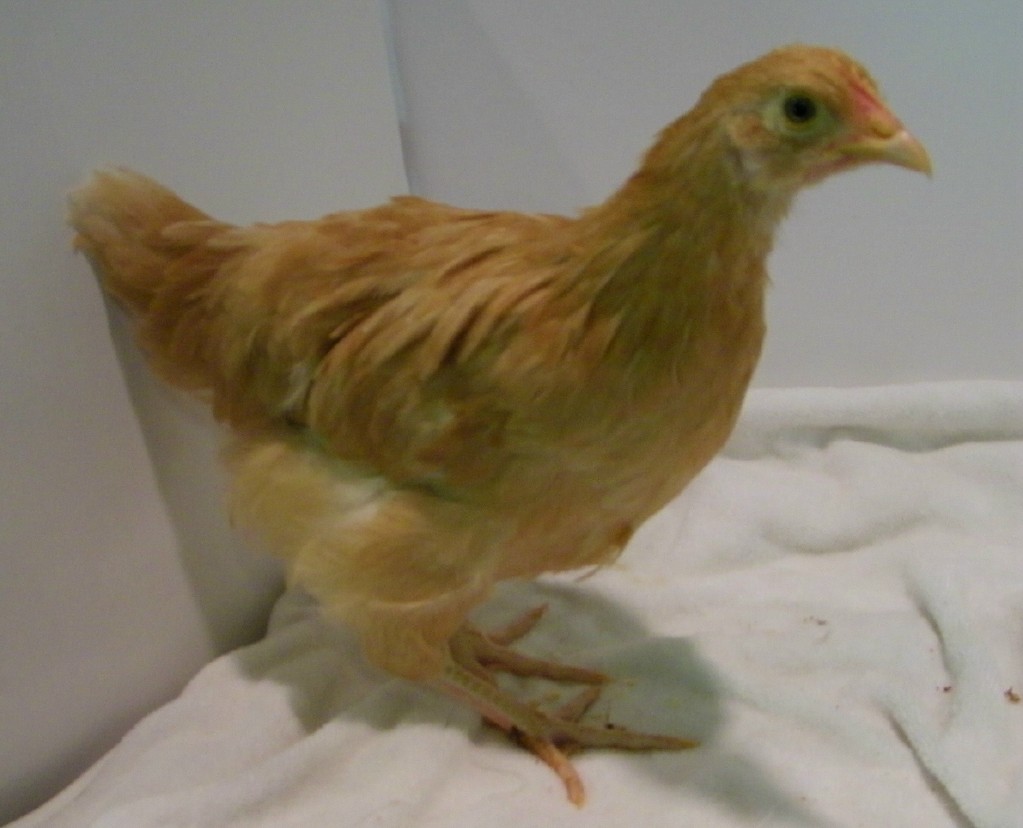 Buff Orpington @ 7.5 Wks