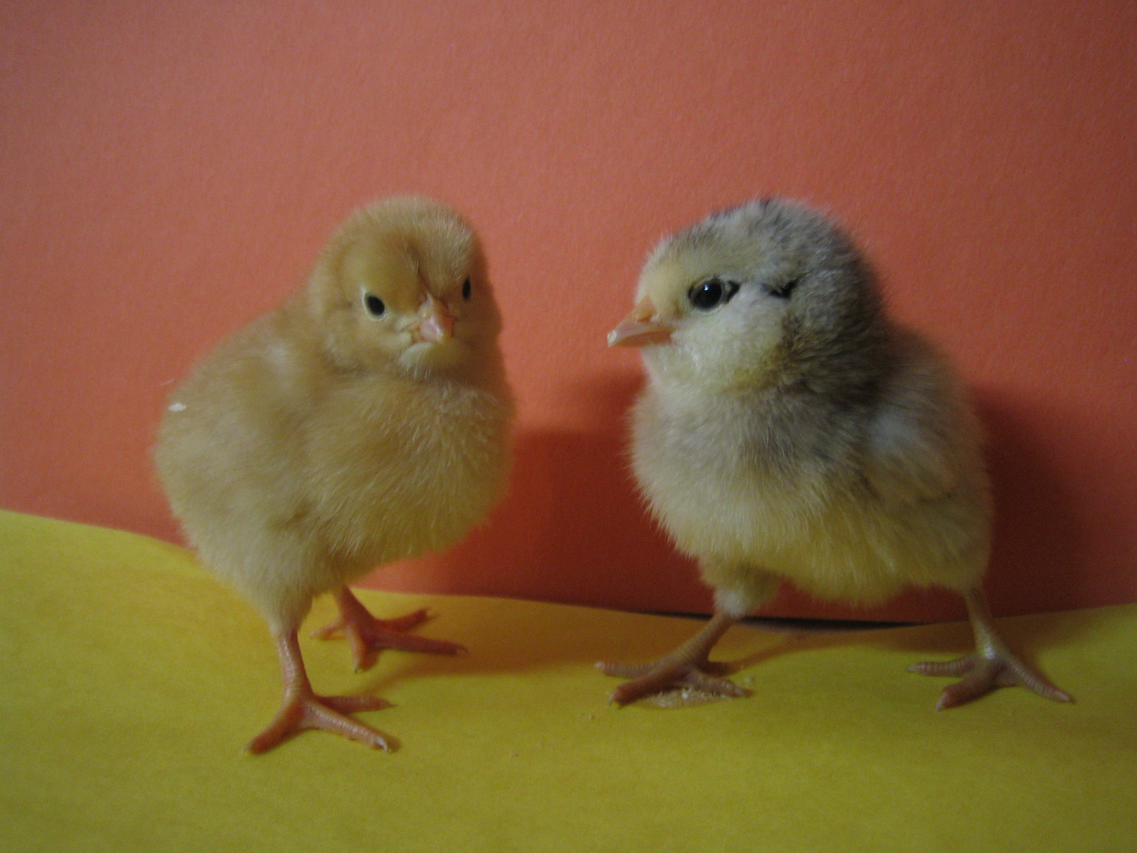 Buff Orpington & Ameraucana chicks