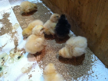 Buff Orpington and a Buff Orpington X Black Australorp