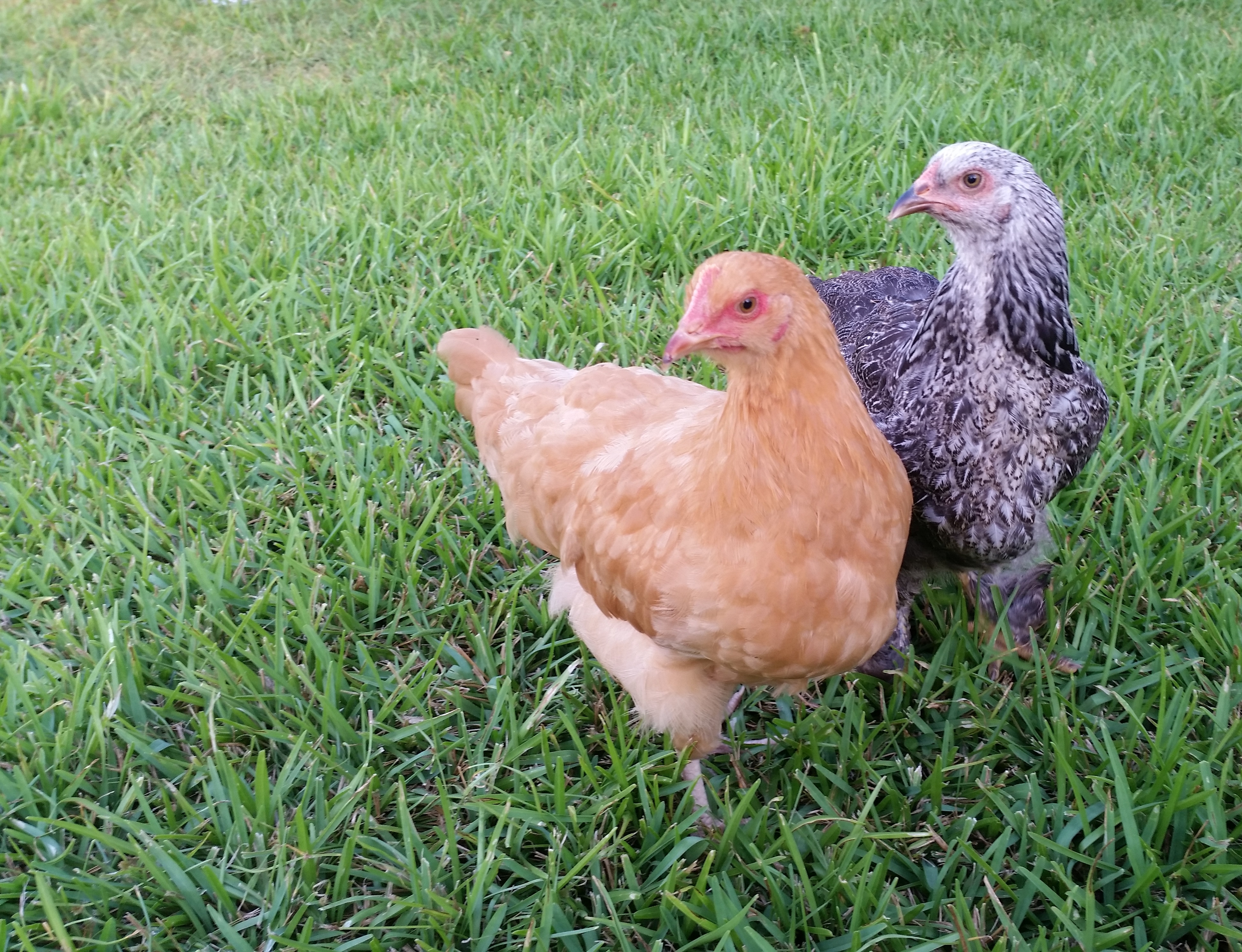 Buff Orpington and Dark Brahma 15 weeks