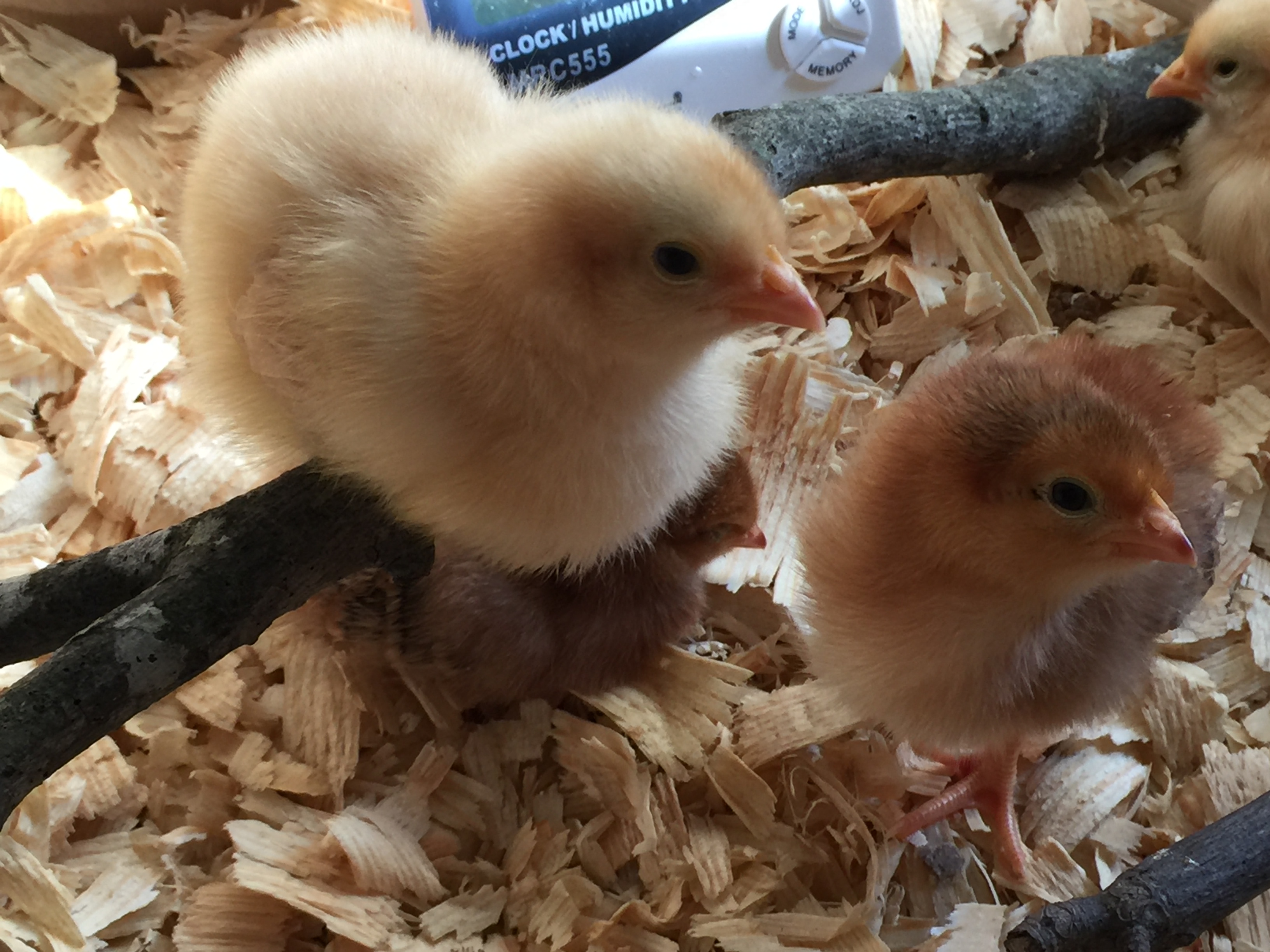 Buff Orpington and Rhode Island Red
