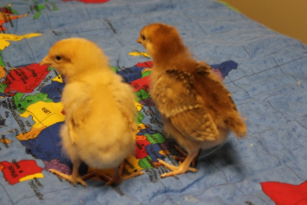 Buff Orpington and RIR.  The RIR is the most developed as far as feathers go, I'd guess 2.5 weeks old.