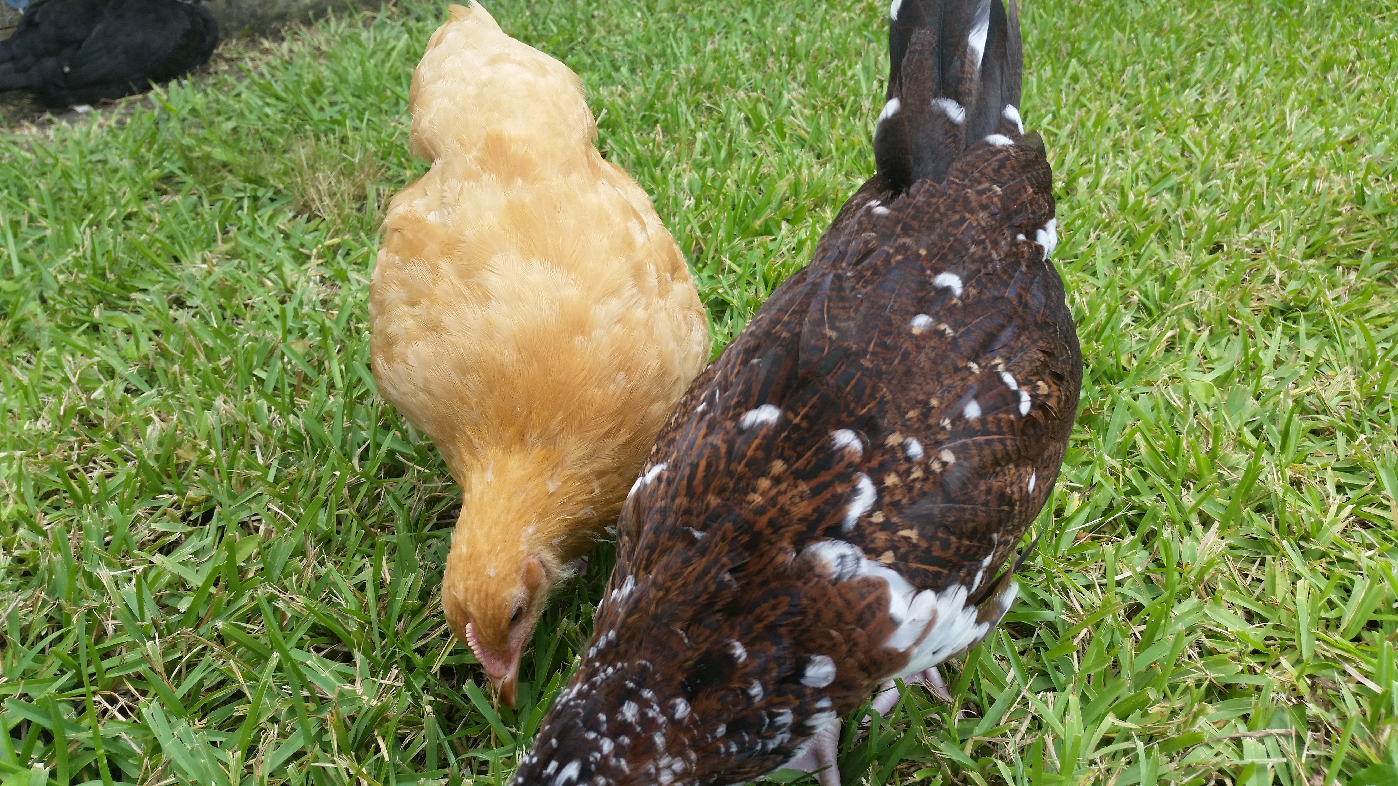 Buff Orpington and Speckled Sussex 11 weeks