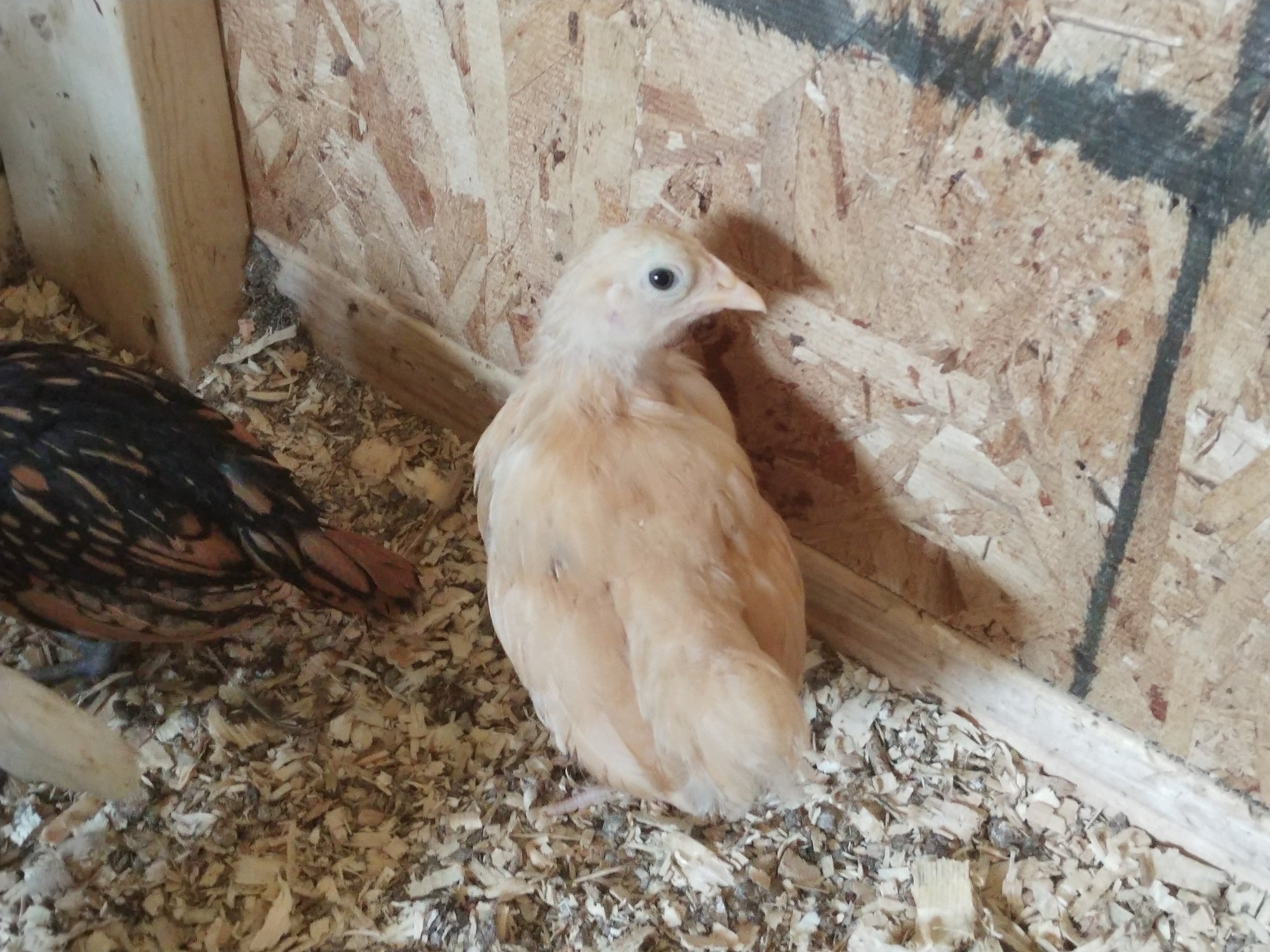 Buff Orpington Bantam Pullet