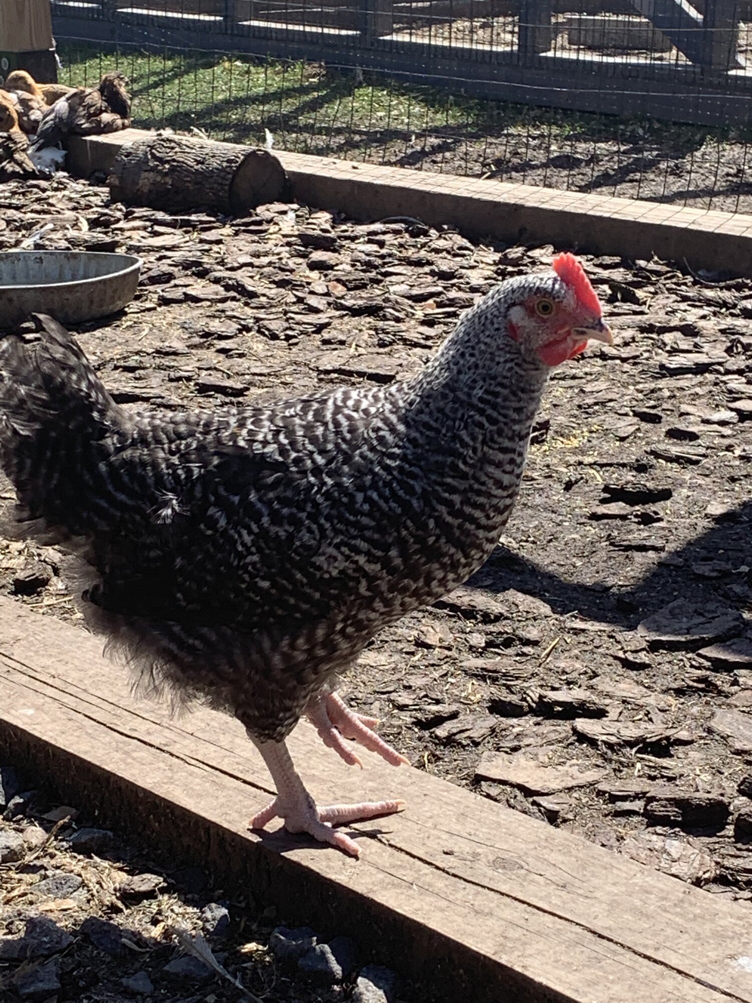 Buff Orpington/Barred Rock chick