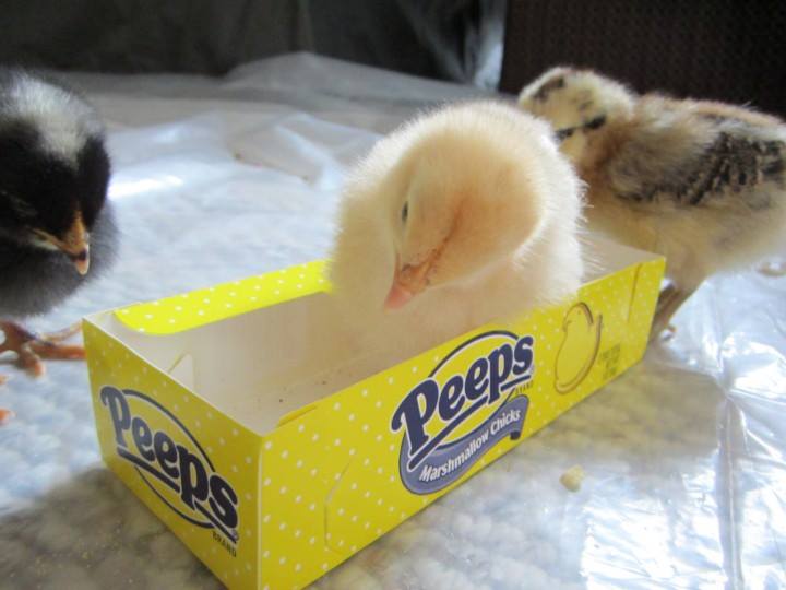 Buff Orpington, Barred Rock, Easter Egger