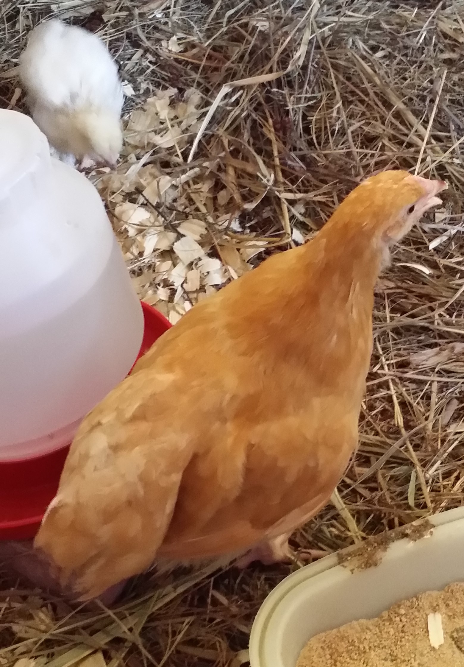 Buff Orpington "Blondie" 10 weeks